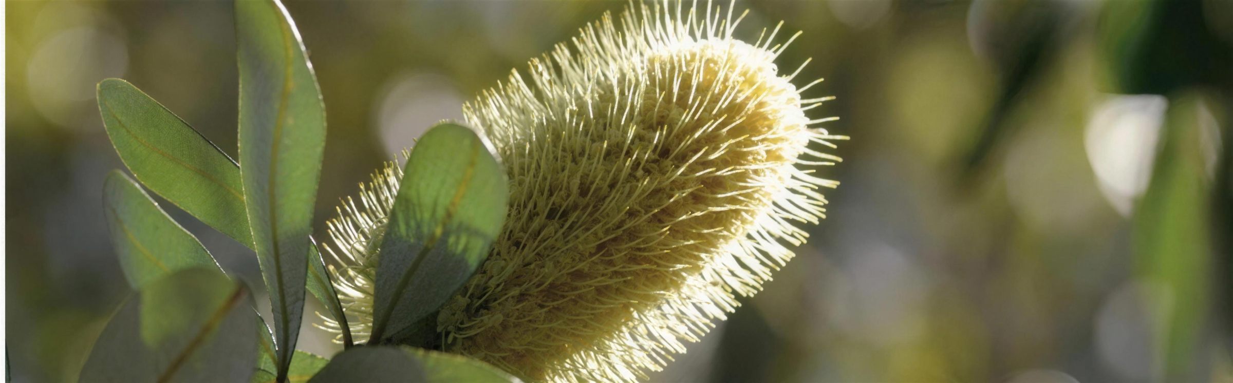 A banksia flower spike in afternoon light at the nursery