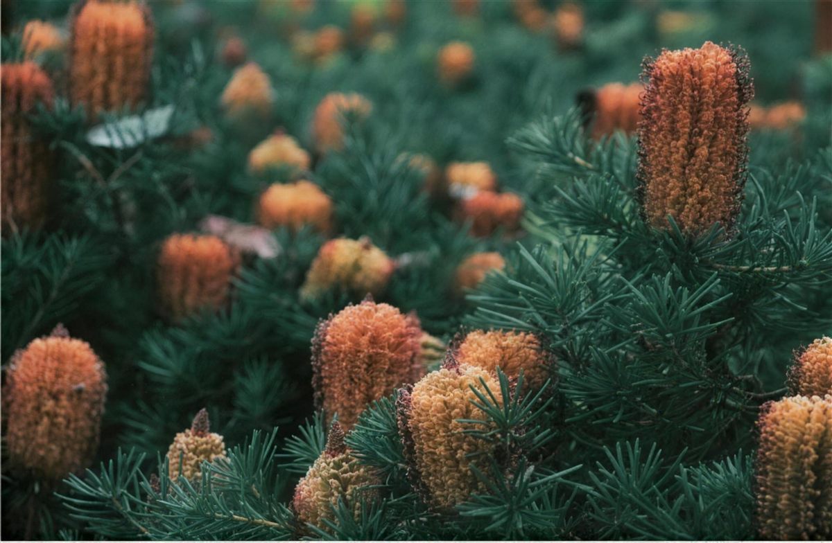 Orange banksia spikes in a production bed