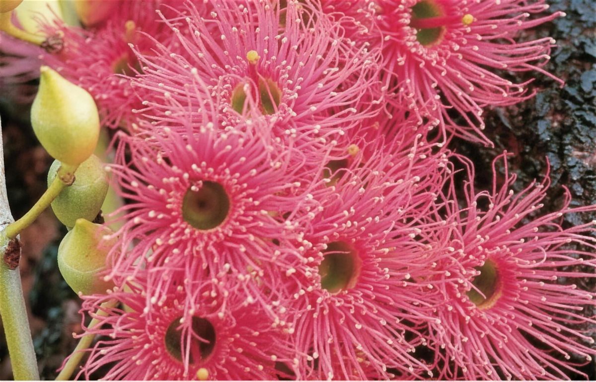 Pink flowering gum blossom