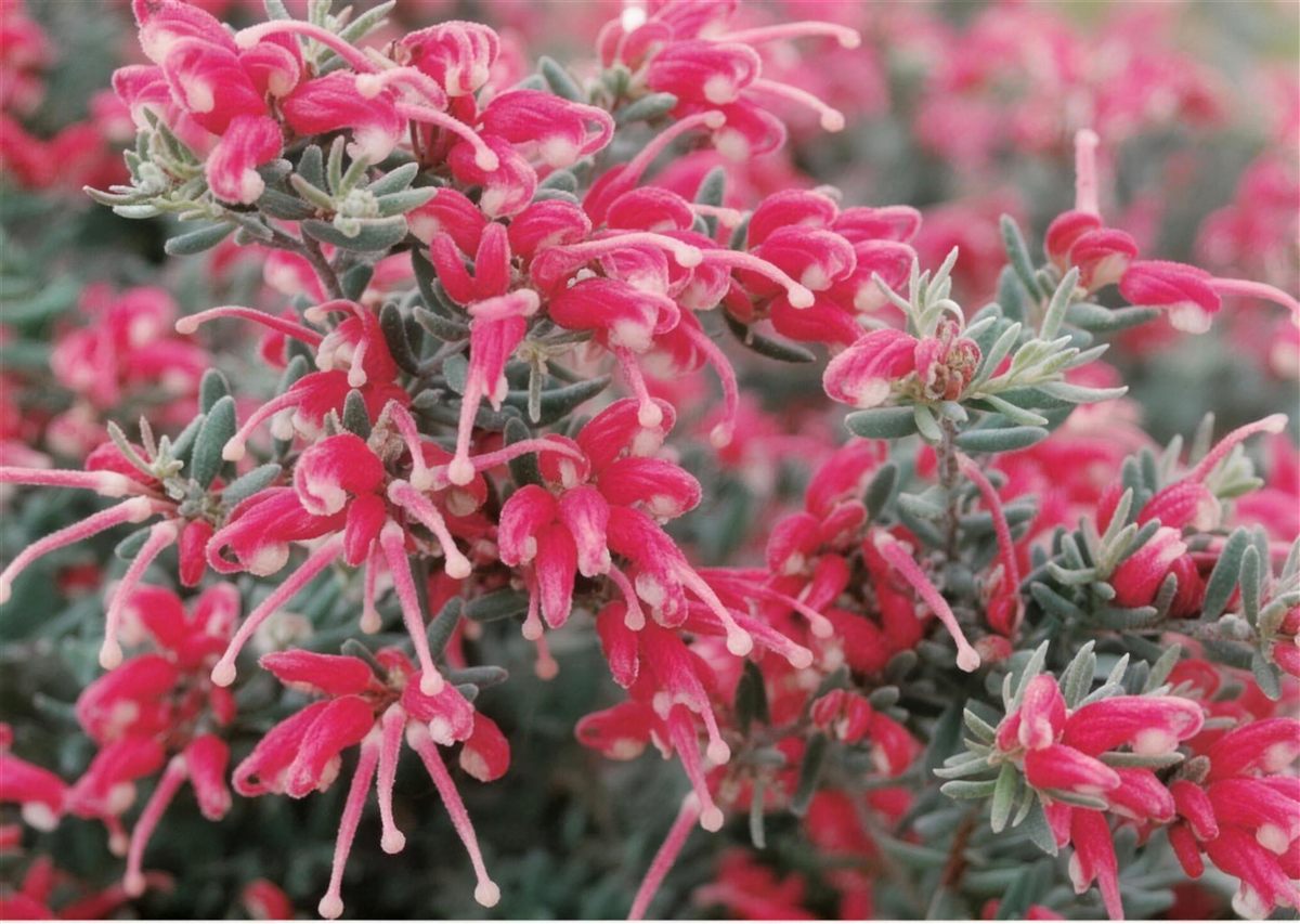 A honeybee arriving at pink grevillea flowers