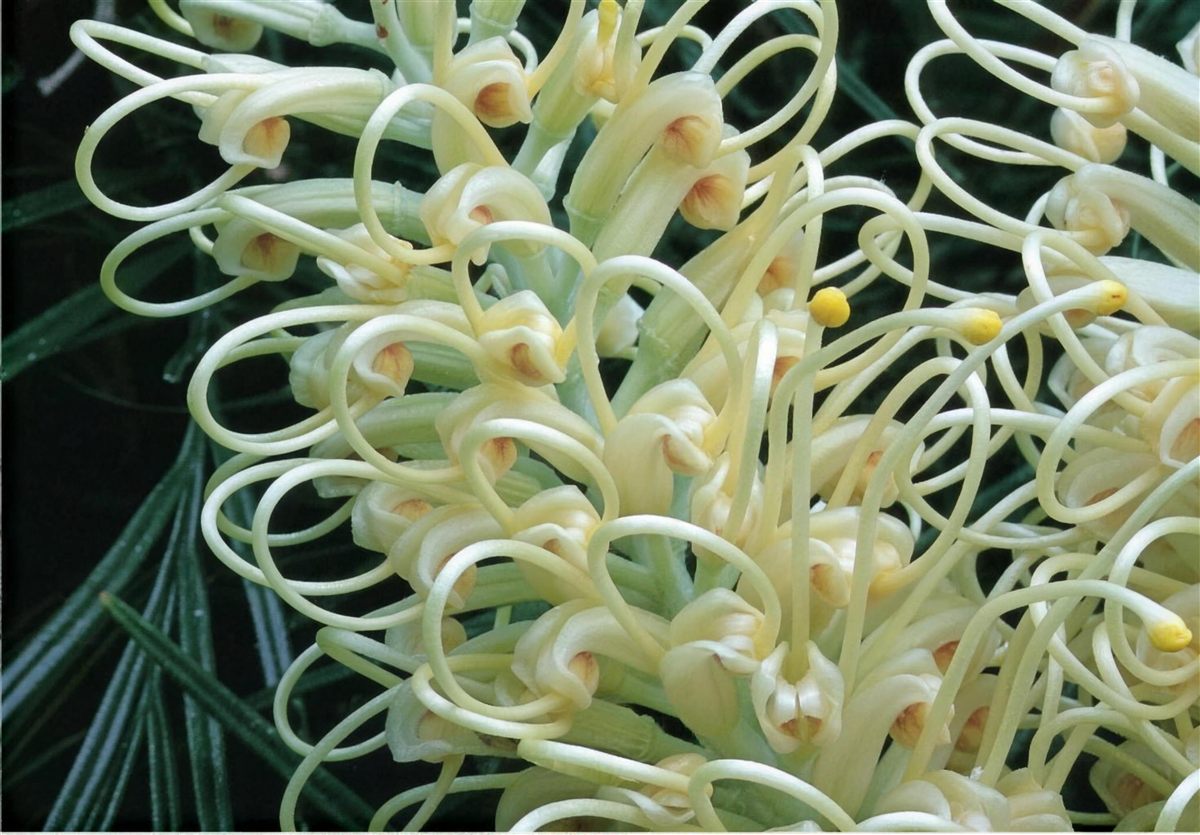 A honeybee feeding on cream grevillea flowers
