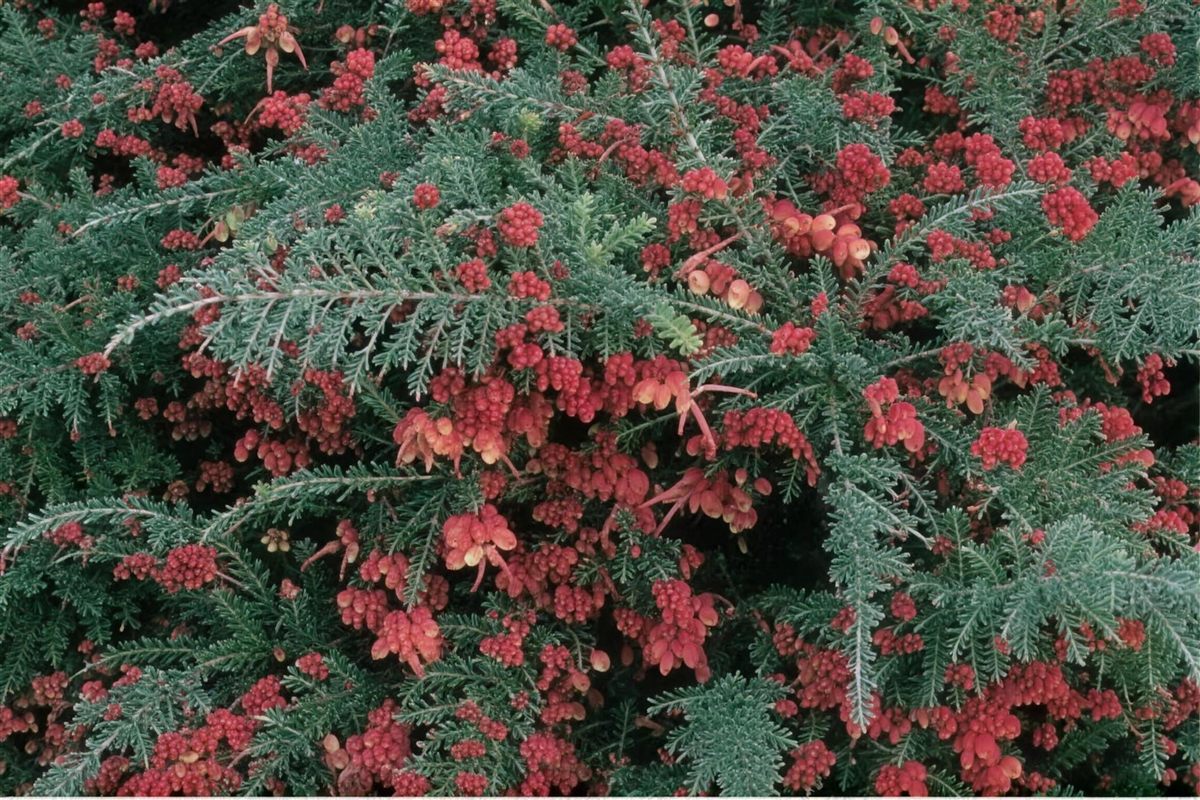 Red-flowering native groundcover
