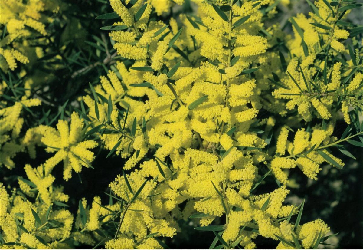 Golden wattle in full flower