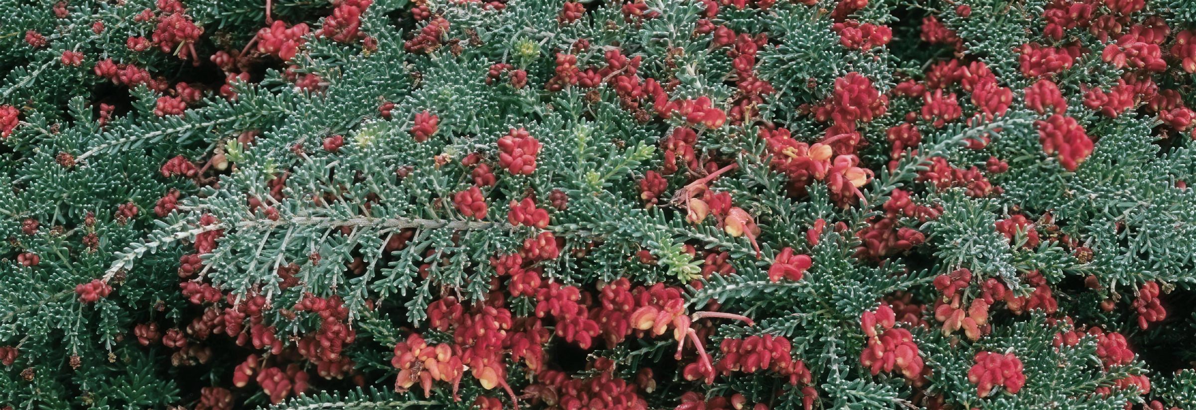 Dense red-flowering native groundcover in production at the nursery
