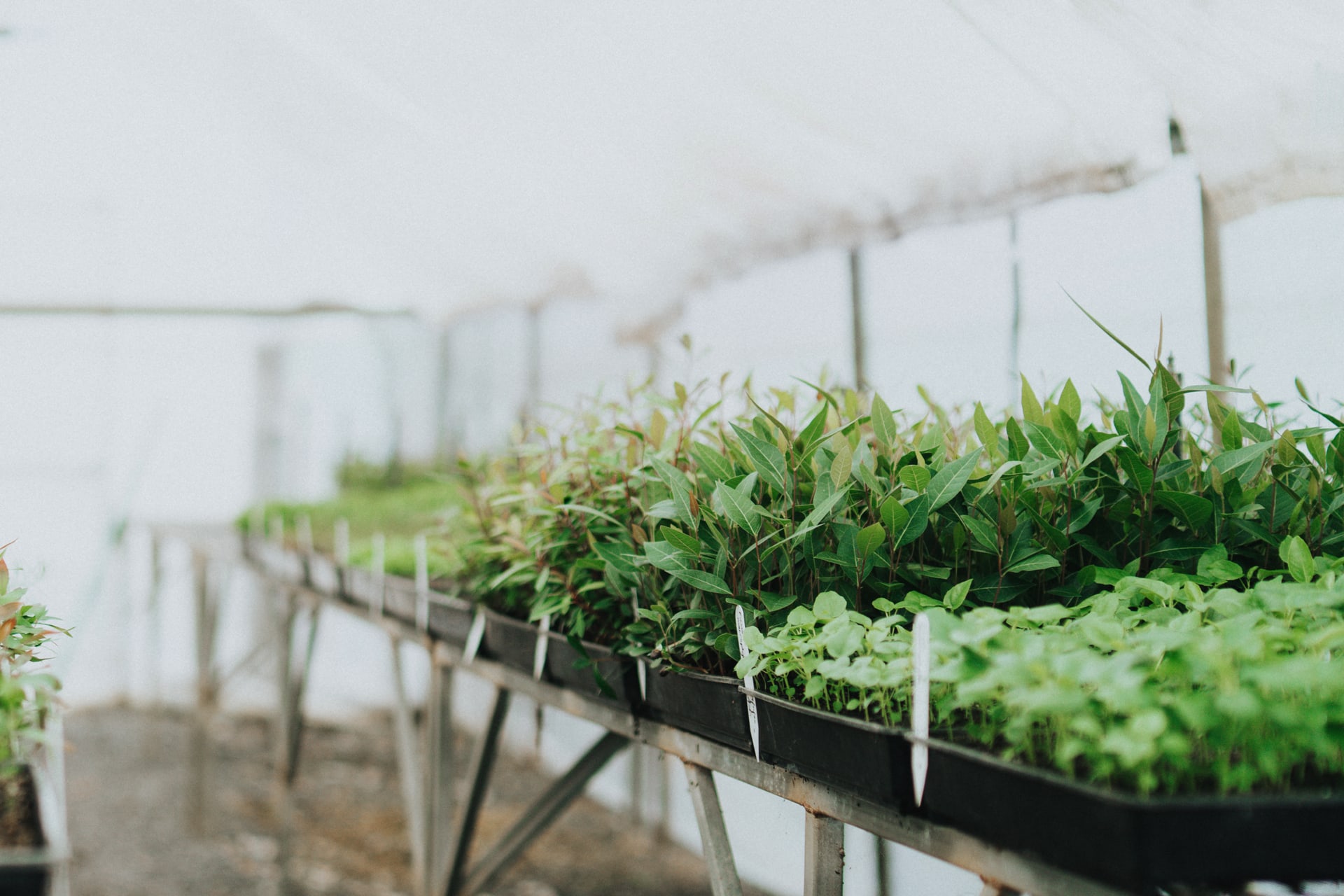 Rows of native tubestock growing in the nursery tunnels